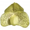 Paphiopedilum wenshanense
