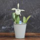 Cache-pot orchidée "Paris" métal BLANC CASSÉ effet brossé ø12 cm