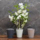 Cache-pot orchidée "Paris" métal effet brossé ø12 cm