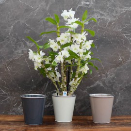 Cache-pot orchidée "Paris" métal effet brossé ø12 cm