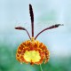 Psychopsis Mariposa 'Green Valley'