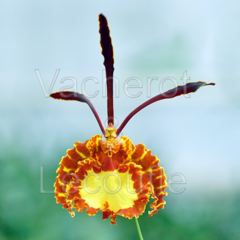 Psychopsis Mariposa 'Green Valley'