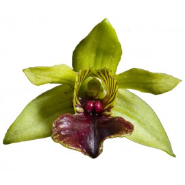 Dendrobium convolutum