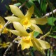  Dendrobium hancockii