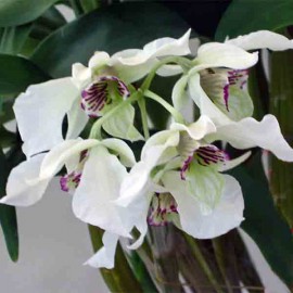 Dendrobium rhodostictum