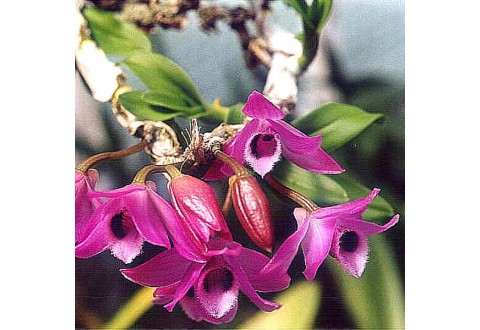 Dendrobium parishii