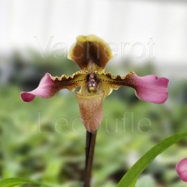 Paphiopedilum hirsutissimum var. esquirolei