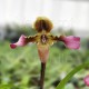 Paphiopedilum hirsutissimum var. esquirolei
