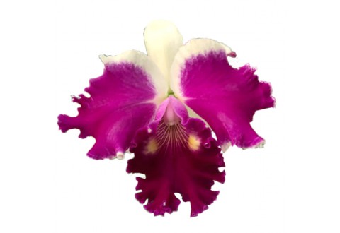 Cattleya NSA Big China 'Mickey Mouse' (Lc.)