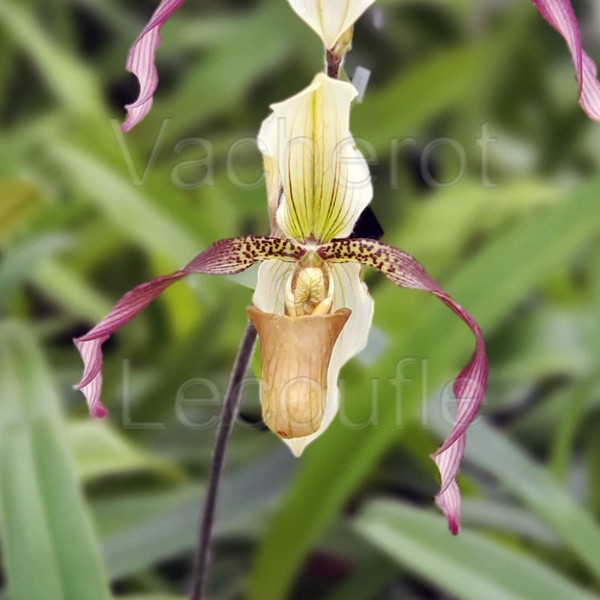 Paphiopedilum Bérénice (lowii x philippinense)