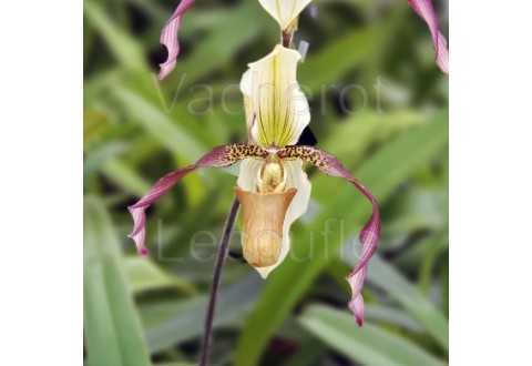 Paphiopedilum Bérénice (lowii x philippinense)