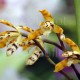 Maxillaria picta