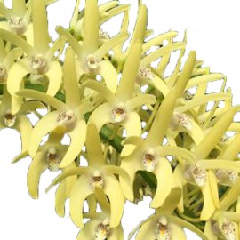 Dendrobium speciosum var. curvicaule 'Peninsula Princess'