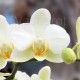 Phalaenopsis Lausanne