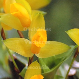 Lycaste aromatica