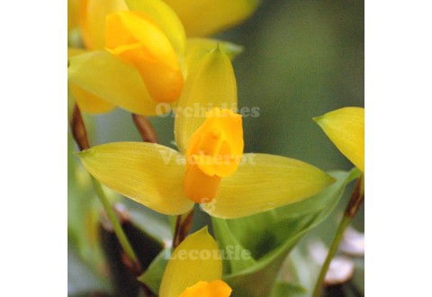 Lycaste aromatica