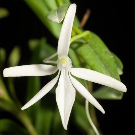 Jumellea comorensis
