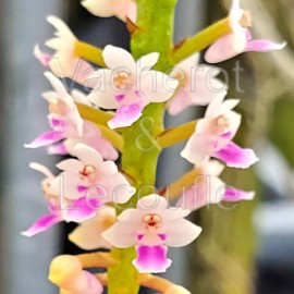 Smitinandia micrantha