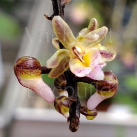 Cleisostoma discolor