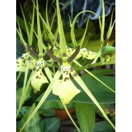 Brassia gireoudiana