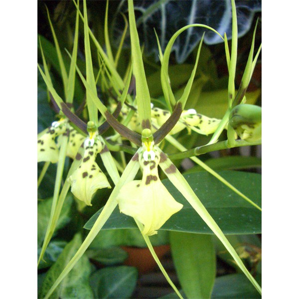 Brassia gireoudiana