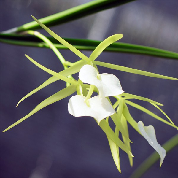 Brassavola cordata 'Hsinying' SM/TOGA