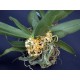 Gastrochilus obliquus