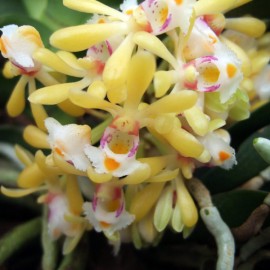 Gastrochilus obliquus