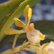 Gastrochilus obliquus