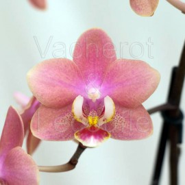 Phalaenopsis Aroma 'Sweet Pink'