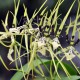 Brassia Painter 'Big Spider'