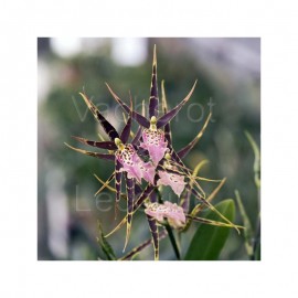 Miltassia Shelob 'Tolkien' AM/AOS