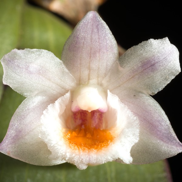 Dendrobium platycaulon