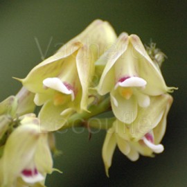 Polystachya galeata