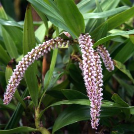 Pinalia (syn. Eria) floribunda