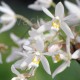 Coelogyne type corymbosa