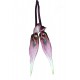 Bulbophyllum biflorum