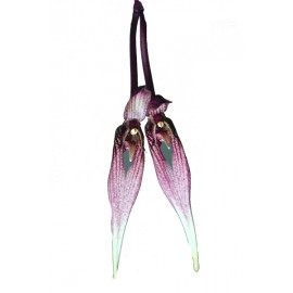 Bulbophyllum biflorum