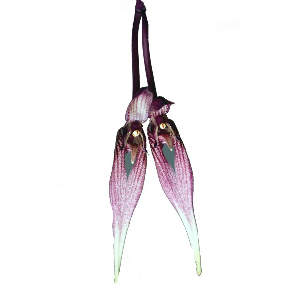 Bulbophyllum biflorum