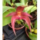 Bulbophyllum (lobbii x phalaenopsis)