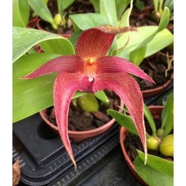 Bulbophyllum (lobbii x phalaenopsis)