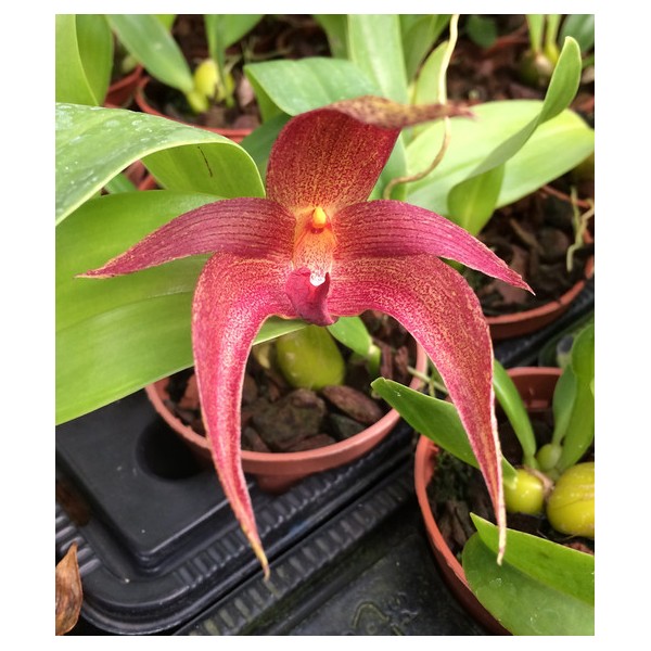 Bulbophyllum (lobbii x phalaenopsis)