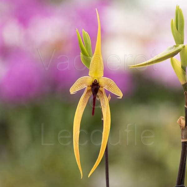 Bulbophyllum Wilbur Chang