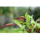 Bulbophyllum falcatum