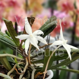 Aerangis kirkii