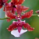 Oncidium Sharry Baby 'Sweet Fragrance' AM/AOS