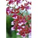 Oncidium Sharry Baby 'Sweet Fragrance' AM/AOS