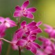 Dendrobium Berry