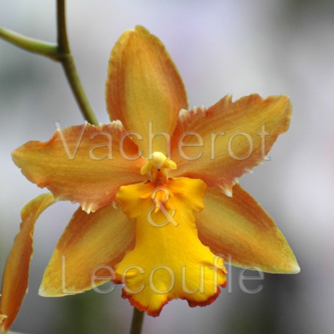 2021-12-04 - 10h30 Les orchidées à pseudobulbes
