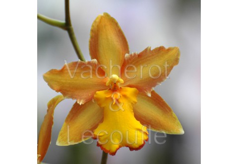 2022-05-21 - 10h30 Les orchidées à pseudobulbes